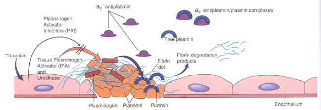 fibrinolysis (1)