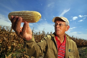 smart corn